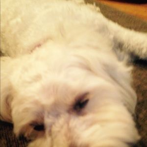 Meet your Posher, Daisy